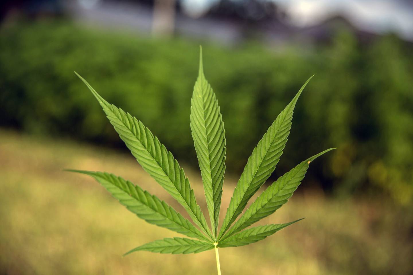 La hoja de una planta de cannabis, cultivada en un campo con fines de investigación médica, se muestra para una fotografía.