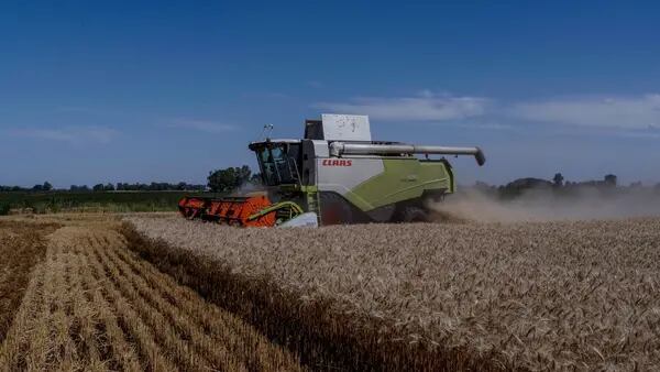 Agro argentino espera que medidas de Milei aumentem safra de trigo em 60%dfd