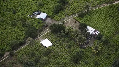 Plantação de cocaína na Colômbia: apreensões da droga caíram durante a pandemia no mercado brasileiro