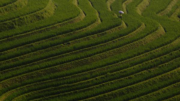 China planea alimentar a 80 millones de personas con “arroz de agua de mar”dfd