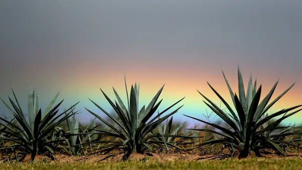 Four Facts to Celebrate Tequila Day In the USdfd