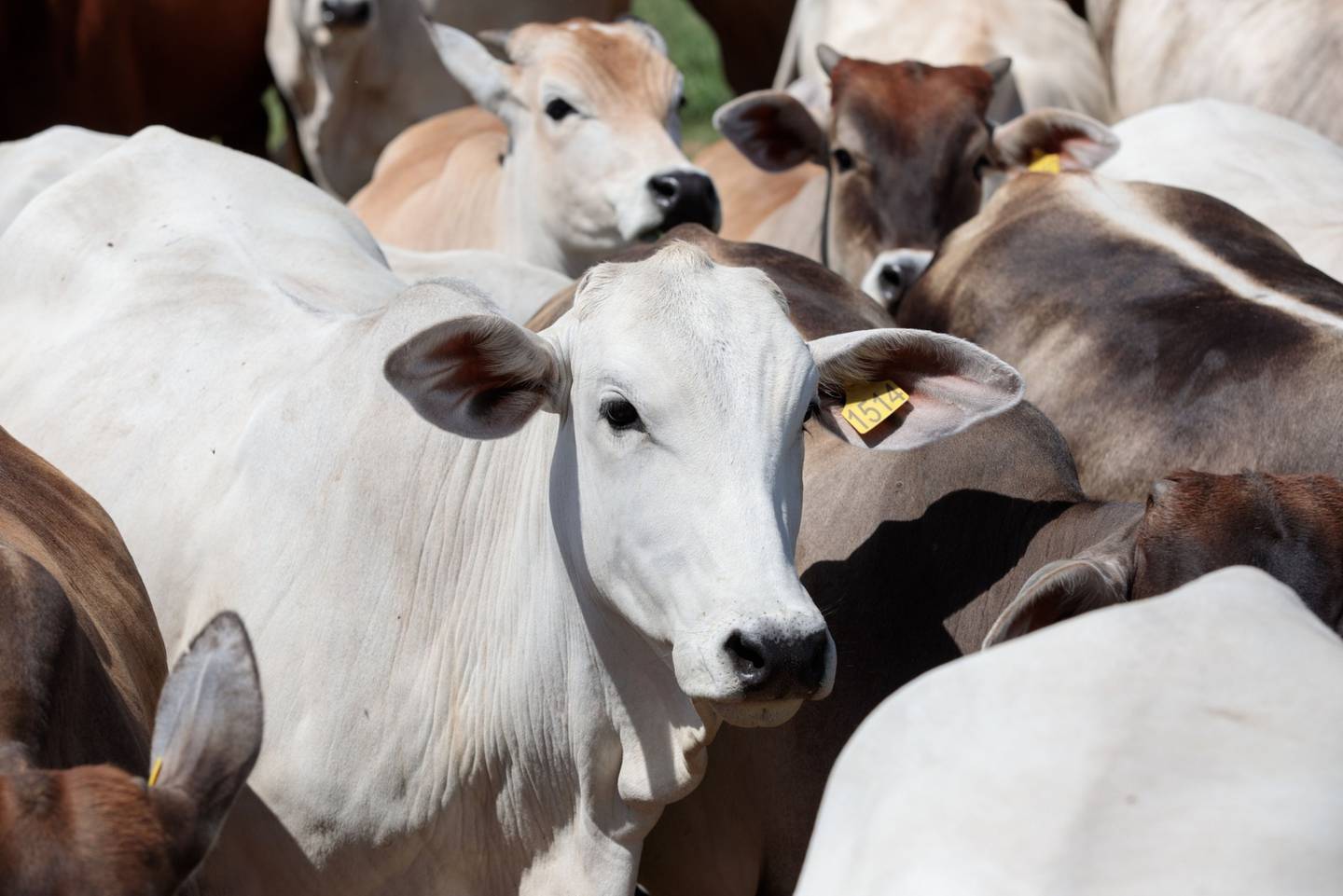 Maior em agricultura, SLC deve acelerar investimento para expandir produção de gado