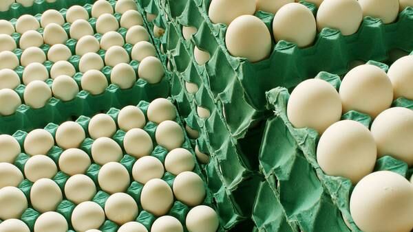 Precios de huevos en Chile: ¿Subirán por la gripe aviar?dfd