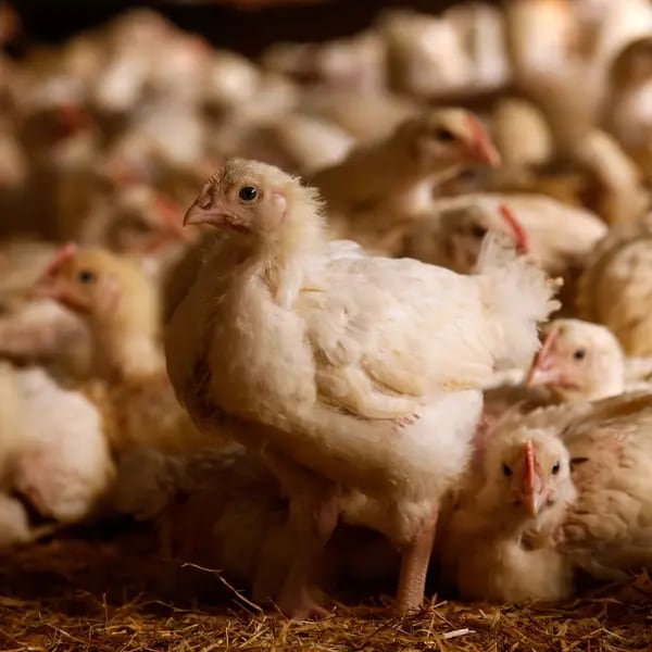 El país caribeños diariamente se producen 652.000 pollos y 8,6 millones de huevos