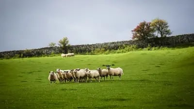 Sheep graze in a field on a farm in the Yorkshire Dales near Malham, UK.