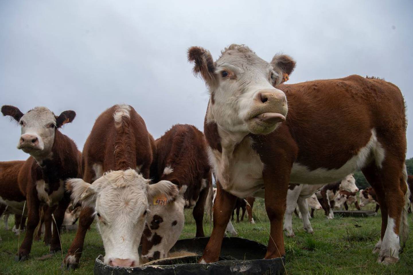 Até agora, a carne bovina neutra em carbono alcança preços semelhantes aos de outros produtos premium da BPU