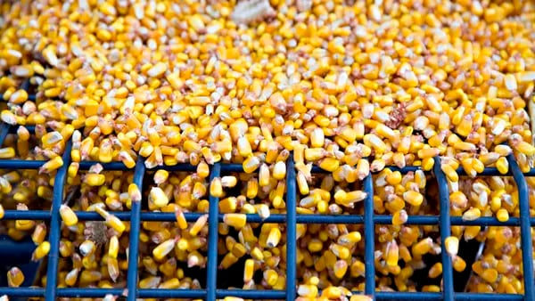 Importadores chineses cancelam compras de milho após medidas de Pequimdfd