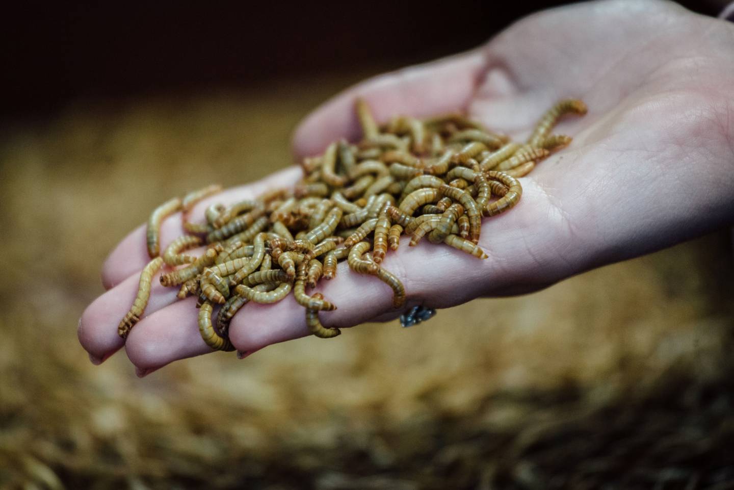 An employee holds mealworms, also known as Tenebrio molitor, inside the Ynsect insect farm in Dole, France.