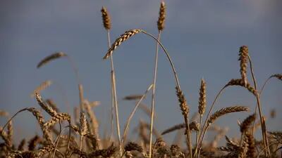Ucrânia e Rússia juntas respondem por mais de um quarto do comércio global de trigo e por um quinto das vendas de milho