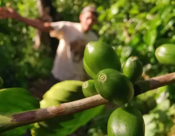 Parainema coffee beans growing in El Paraíso, in eastern Honduras.