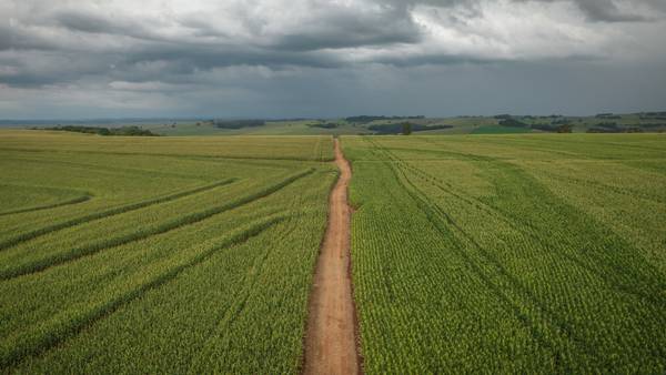 China se prepara para importar maíz brasileño tan pronto como este añodfd