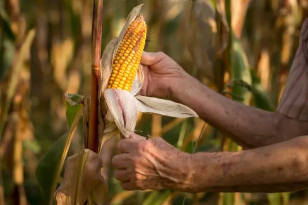 AMLO busca la prohibición del uso de maíz biotecnológico o transgénico en tortillas o masa.