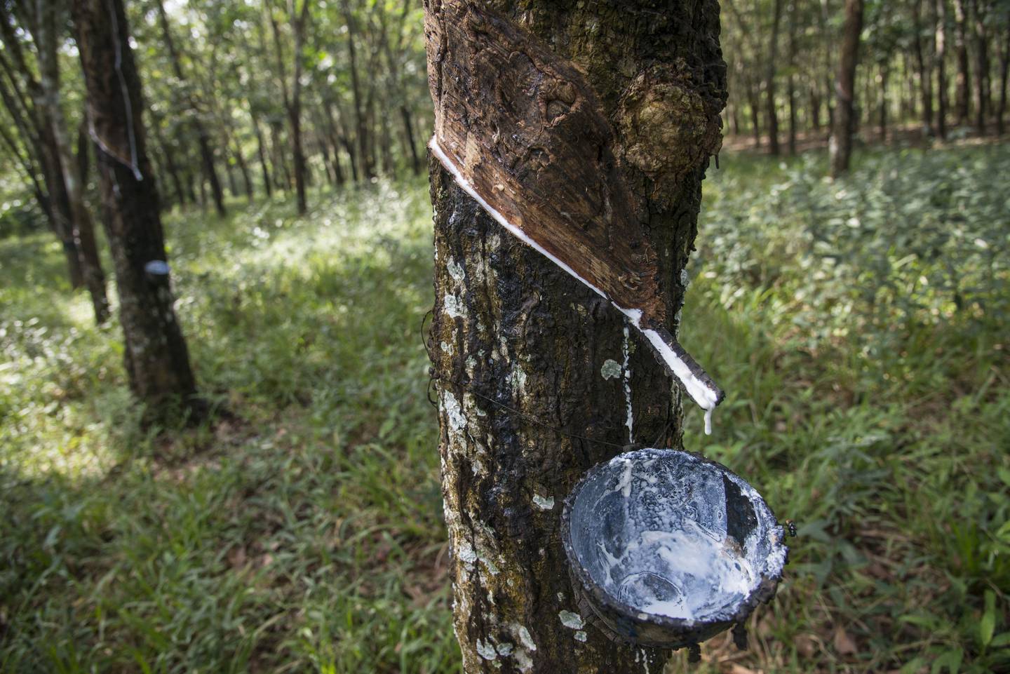 Latex from a rubber tree collects in a cup at a rubber plantation in Sembawa, South Sumatra, Indonesia, in 2015.