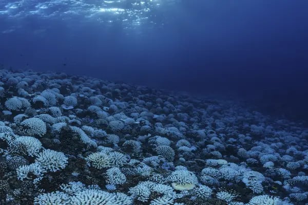 Blaqueamiento de corales