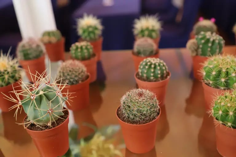 Durante el primer Congreso de Plantas Ornamentales, Follajes y Flores organizado por Agexport se exhibieron  cactus o cactos en sus diferentes variedades.dfd