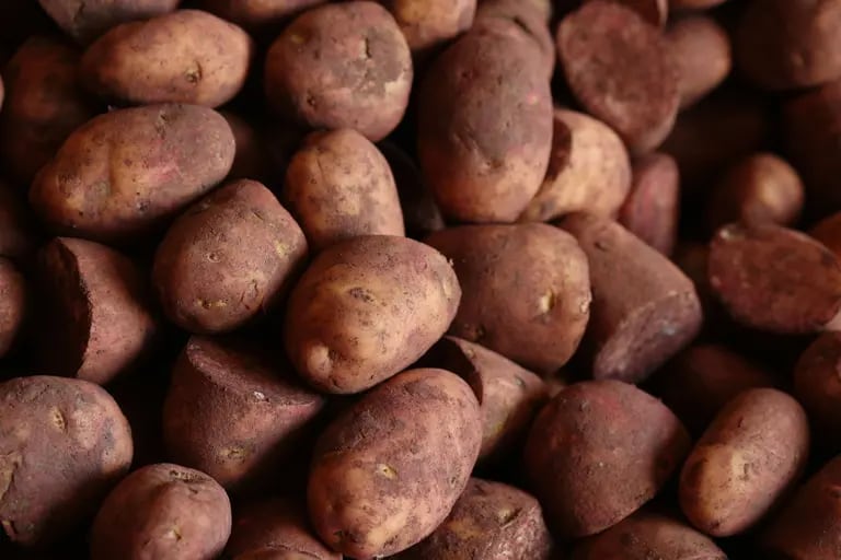 Potato prices rose in Augustdfd