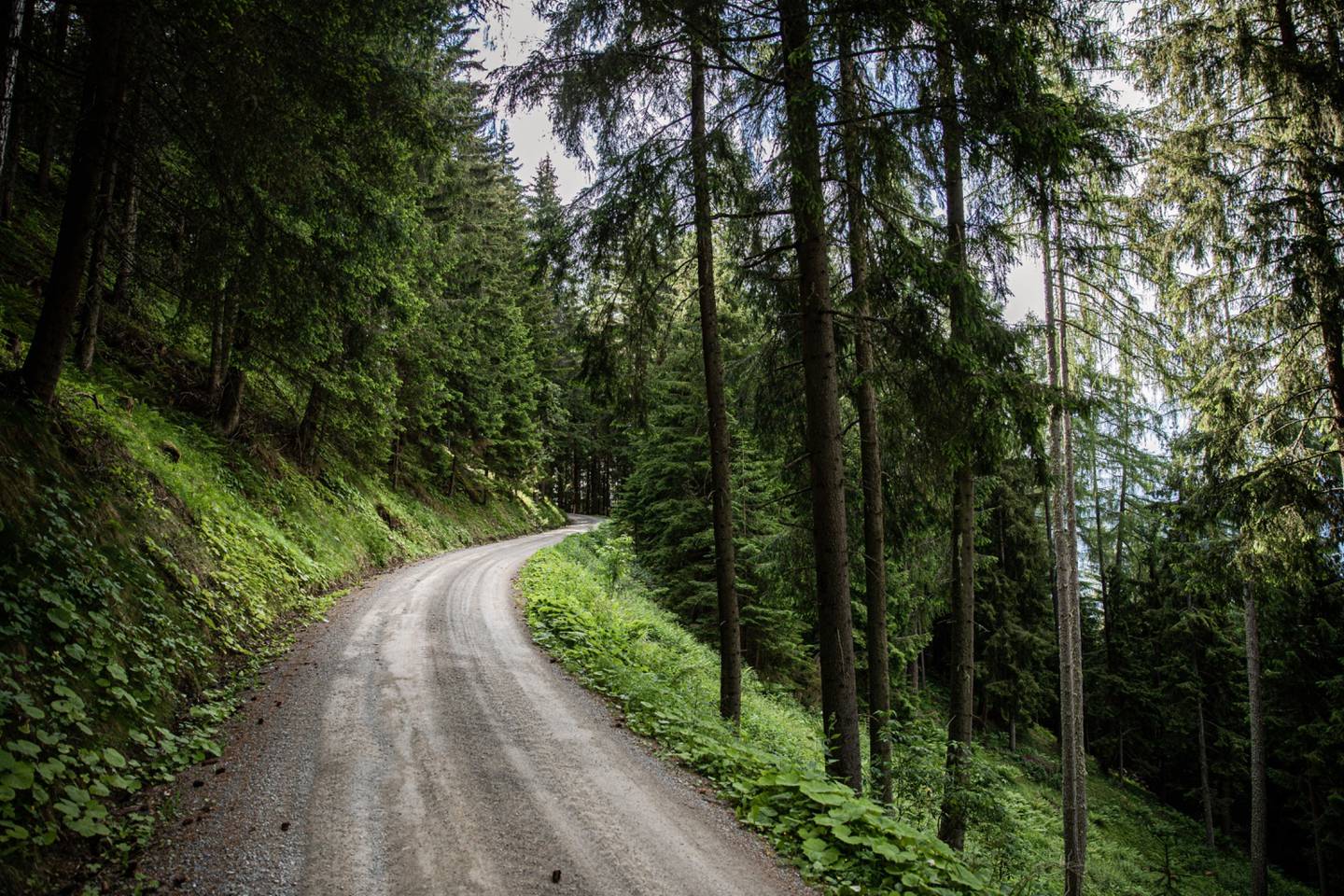 Un camino de tierra atraviesa un bosque alpino cerca de Feistritz am Kammersberg, Austria, el miércoles 24 de junio de 2020.