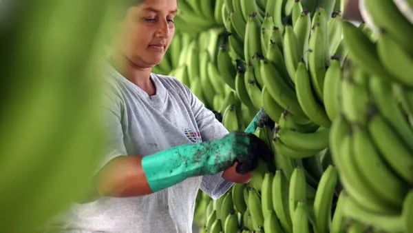 Banano, el oro verde de las exportaciones agrícolas dominicanas, ¿por qué pierde brillo?dfd