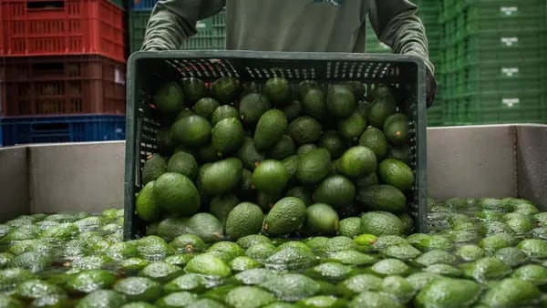 Super Bowl the Biggest ‘Touchdown’ for Latin American Avocadosdfd
