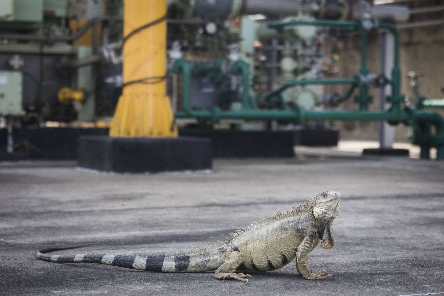 Una iguana en la refinería de Ecopetrol Barrancabermeja en Barrancabermeja, Colombia, el martes 15 de febrero de 2022.dfd