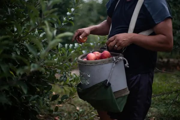 Más de dos mil trabajadores guatemaltecos temporales podrían viajar al finalizar el 2022, informó el Ministerio de Trabajo y Previsión Social.