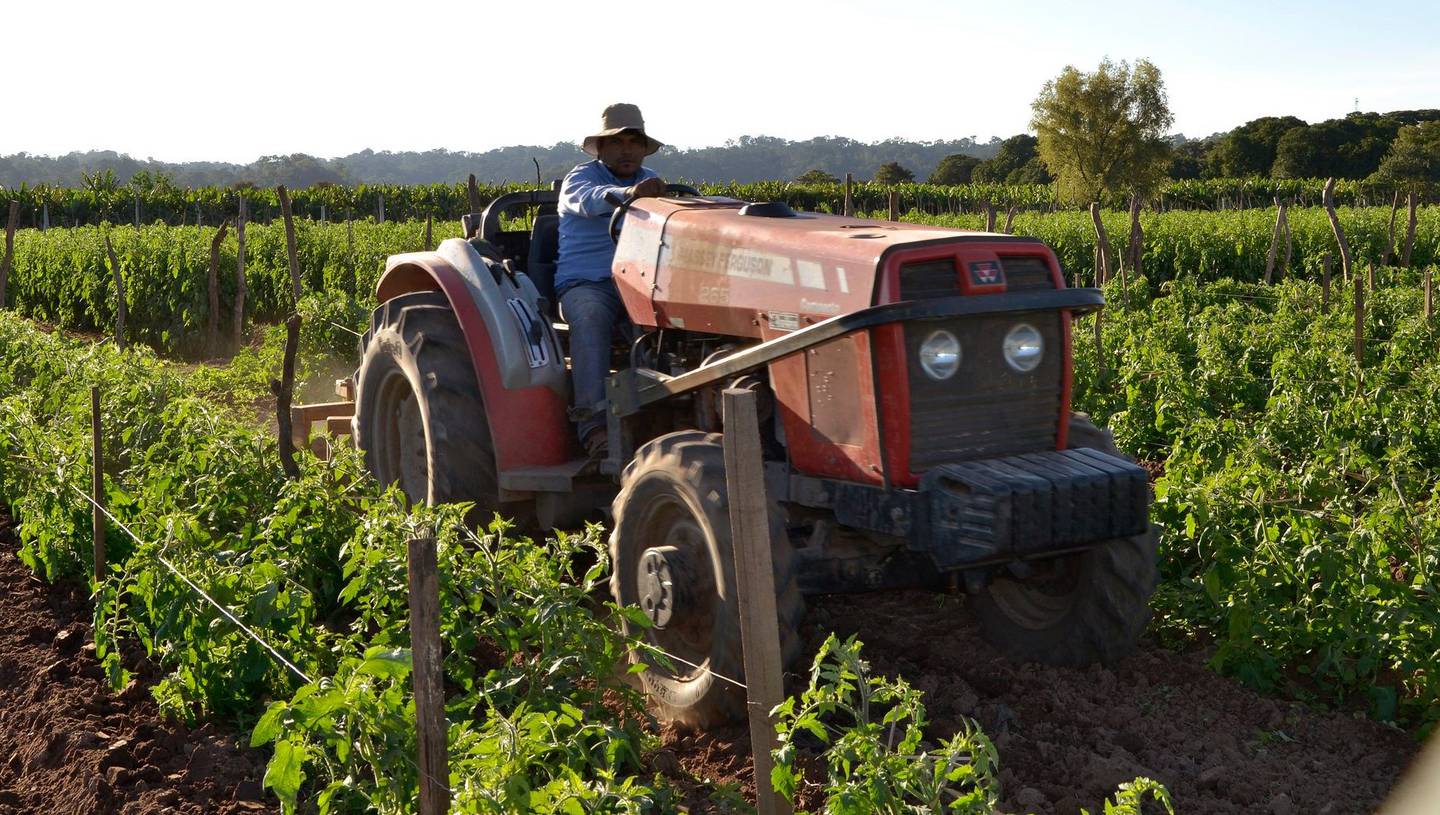 Banco Mundial planea ayuda de seguros para agricultores centroamericanos