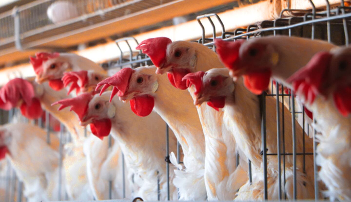 La influenza aviar es una enfermedad viral que afecta principalmente a las aves domésticas y silvestres.
