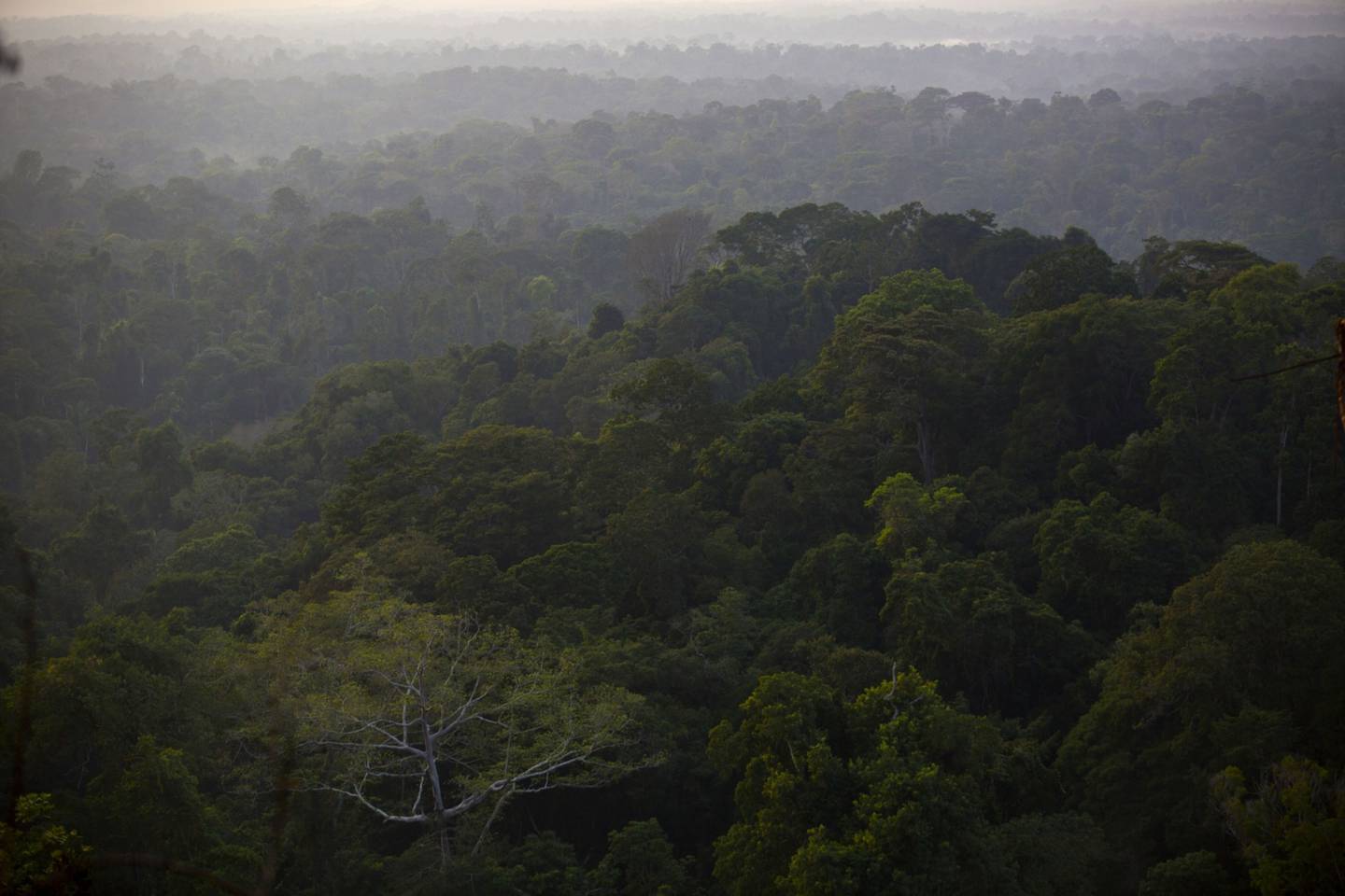 Trees stand in the rainforest in the southern part of the Amazonian state of Para, near Belo Monte, Brazil. The rate of deforestation of Brazil's Amazon rainforest dropped 18% over the last year, according to a report by the country's environment minister in November.
