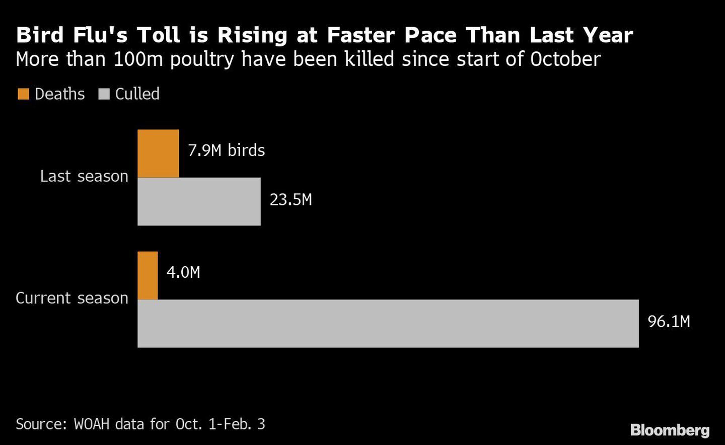 Desde principios de octubre han muerto más de 100 millones de aves de corraldfd