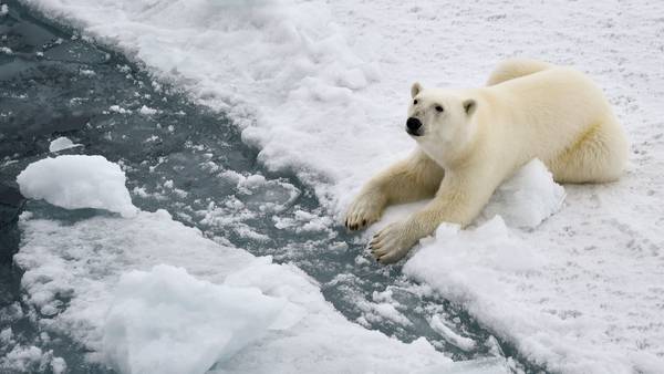 ¿Los osos polares podrán adaptarse al cambio climático? Hay esperanzasdfd