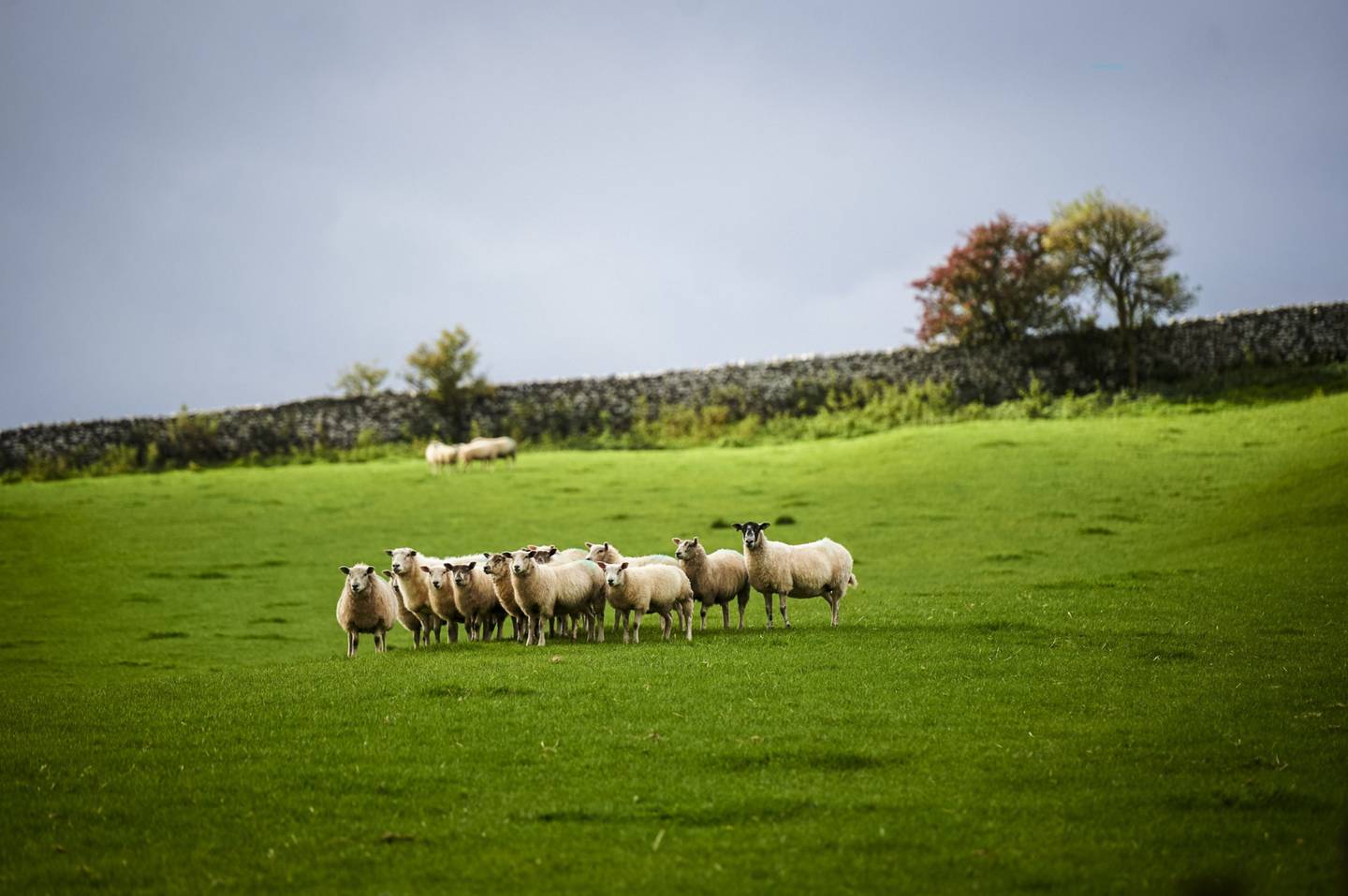 Sheep graze in a field on a farm in the Yorkshire Dales near Malham, UK.dfd