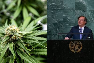 Bloque para avalar uso recreativo de cannabis se activa tras discurso de Petro en ONUdfd