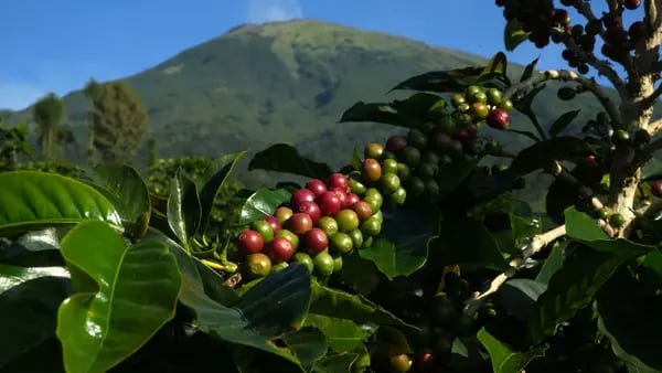 Efeitos do El Niño no Brasil e na Colômbia podem deixar o café mais carodfd