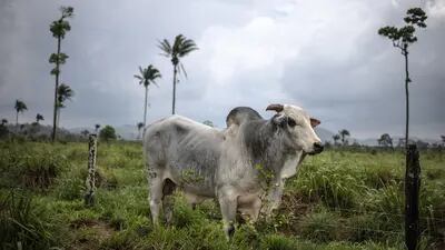 Brasil não monitora o gado da origem ao abate, abrindo lacunas na procedência da carne