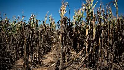 A seca foi o principal motivo para a quebra da safra no Brasil neste ano. As estimativas iniciais que apontavam para uma produção recorde, superior a 105 milhões de toneladas, indicam agora uma oferta inferior a 90 milhões de toneladas