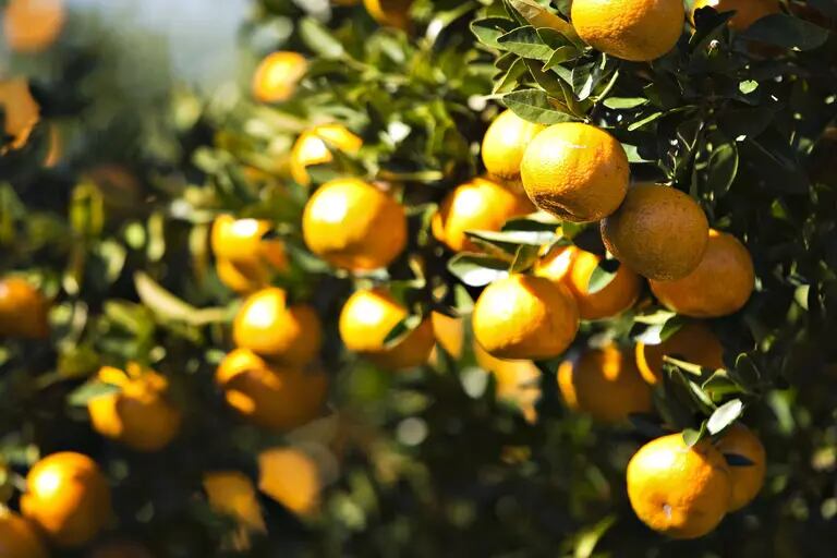 Grupo Agroterenas tem na produção e industrialização de laranja uma atividade para diversificar seu negócio principal. Resultados da indústrias registram prejuízos por dois anos seguidosdfd