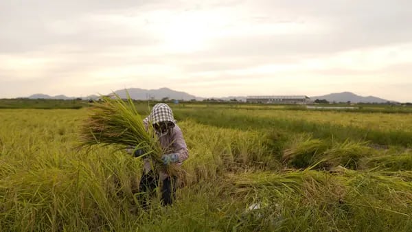 El arroz es lo único que está evitando una crisis alimentaria dfd