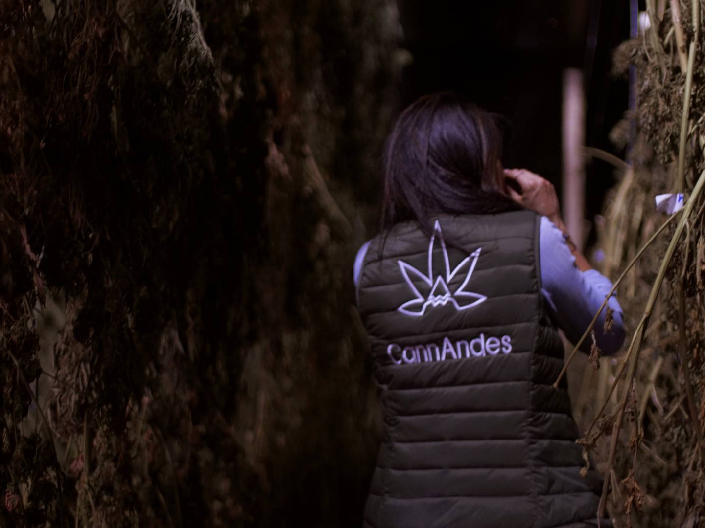 Es la primera empresa ecuatoriana con licencia para cultivar cannabis en Ecuador.dfd
