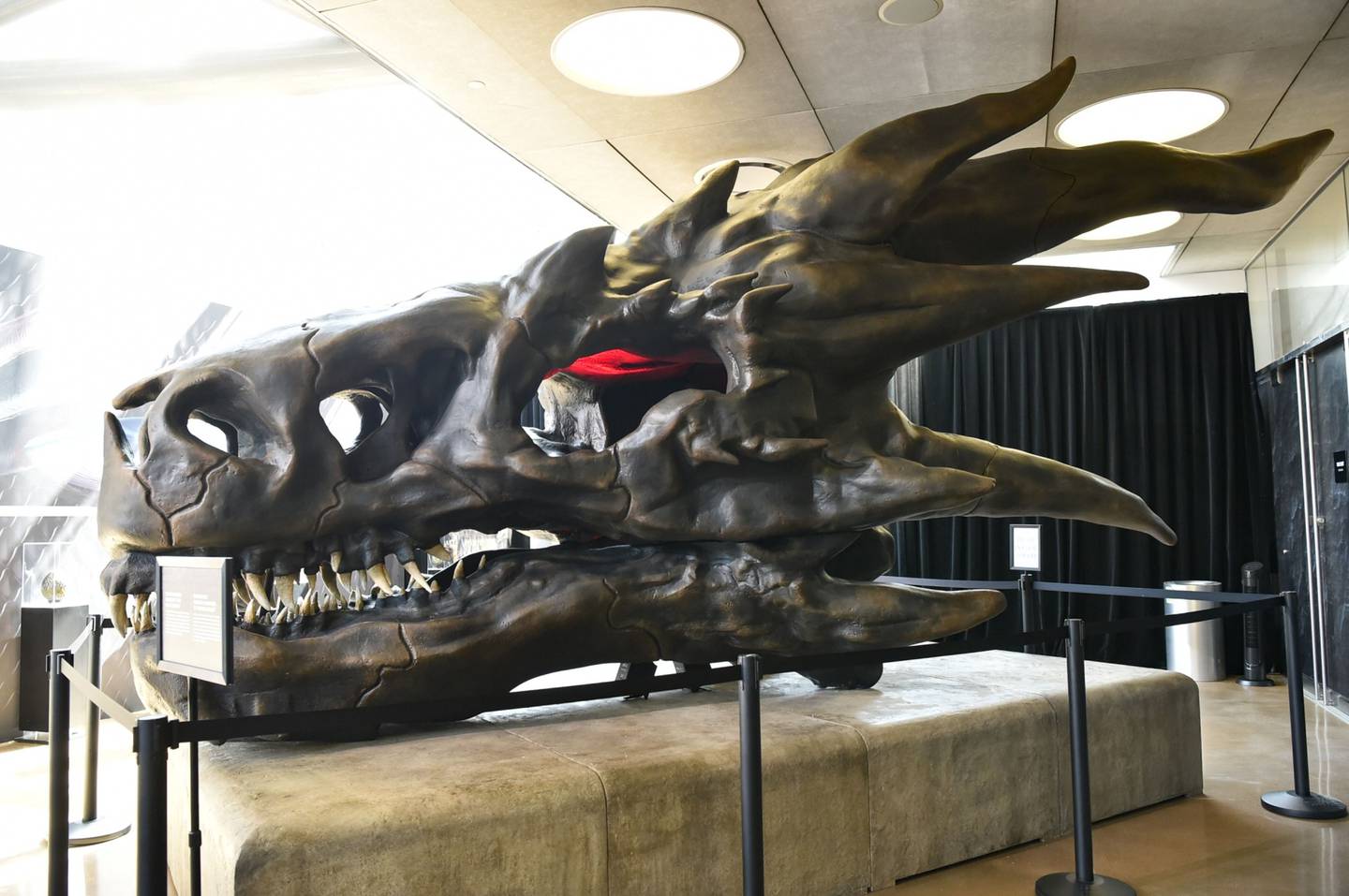 El cráneo de dragón de Balerion The Black Dread, perteneciente al universo de Game of Thrones, se aprecia en la exhibición en el Museo Nacional de Historia en Los Ángeles, California.