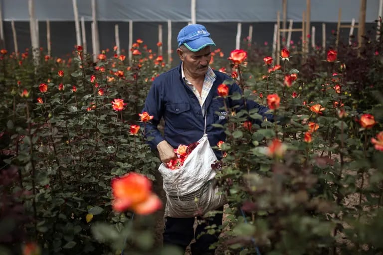 Un trabajador recoge rosas para ser empacadas para la exportación en un vivero en la ciudad de Nemocón, departamento de Cundinamarca, Colombia, el lunes 5 de febrero de 2018.dfd