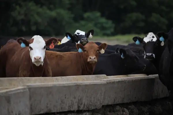 Cattle gather at a feed trough at a farm in Waddy, Kentucky, U.S.