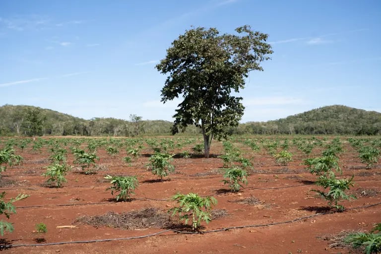 Papaya plants are grown to shade cacao plants at a farm in Mexico. Growing other crops around cocoa can help keep forests intact and increase yields.dfd
