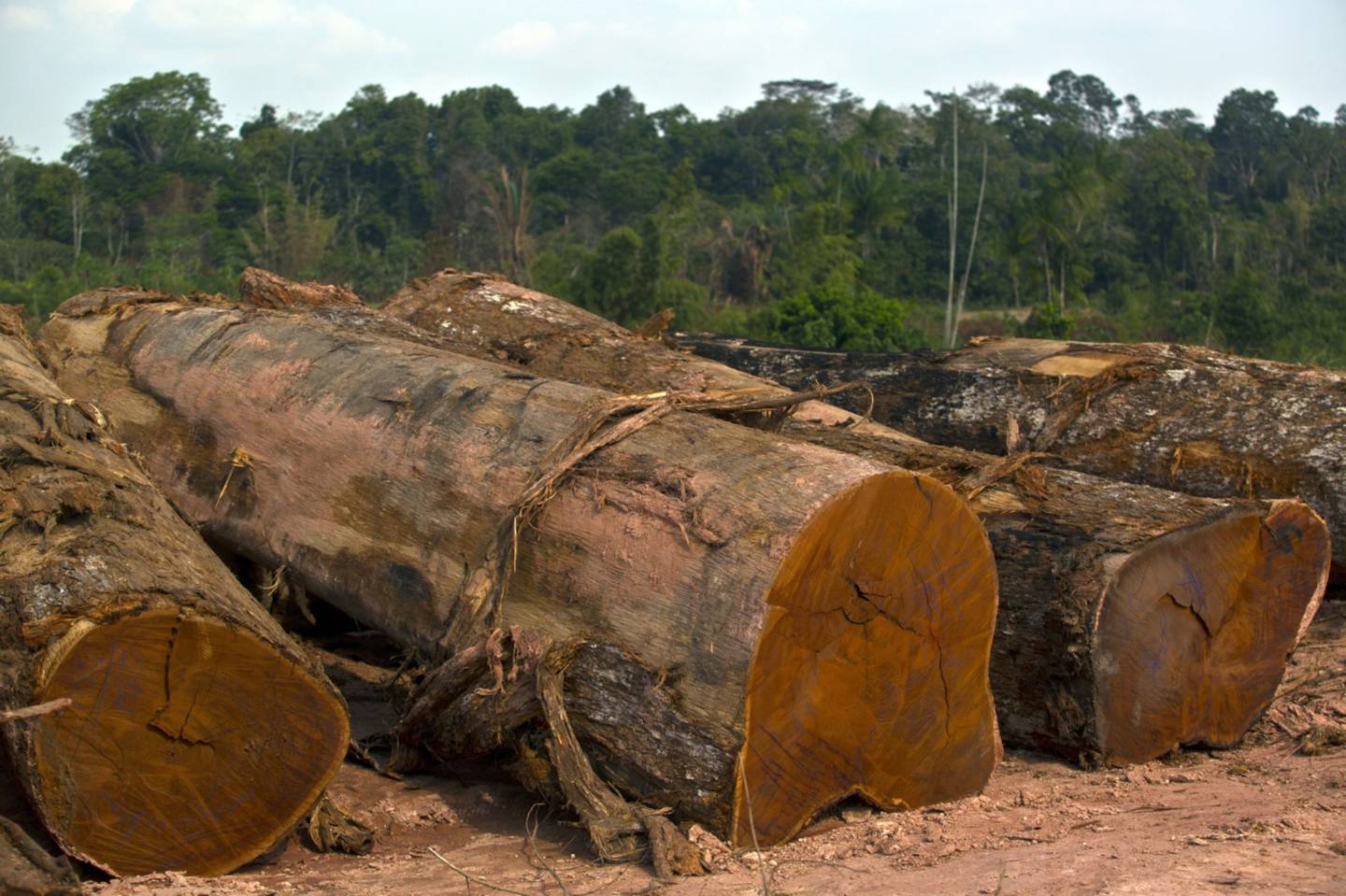 Cut logs sit at a sawmill in Anapu, Brazil.