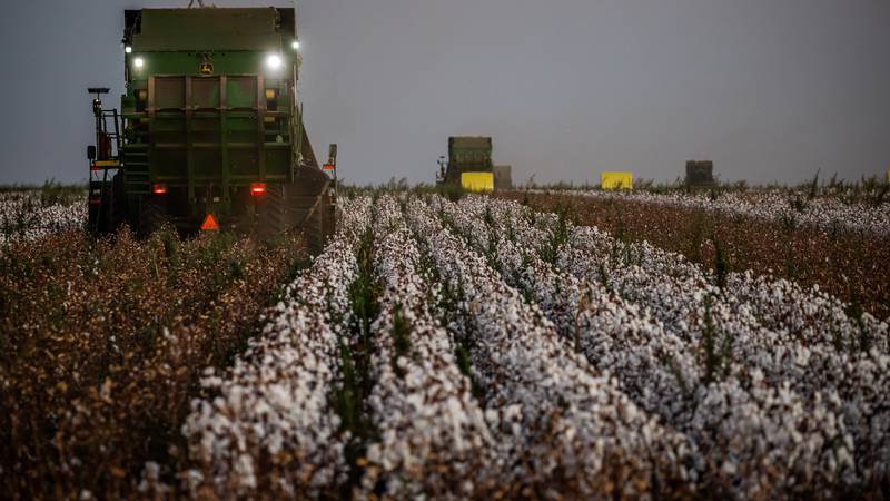 BrasilAgro alavanca lucro com preços elevados de soja e algodão