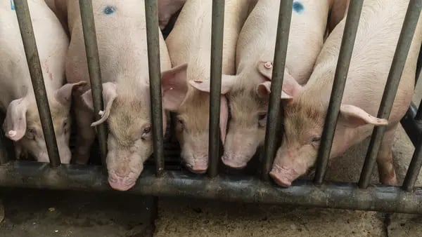 Criadores de suínos na China veem recuperação dos preços com redução do rebanhodfd
