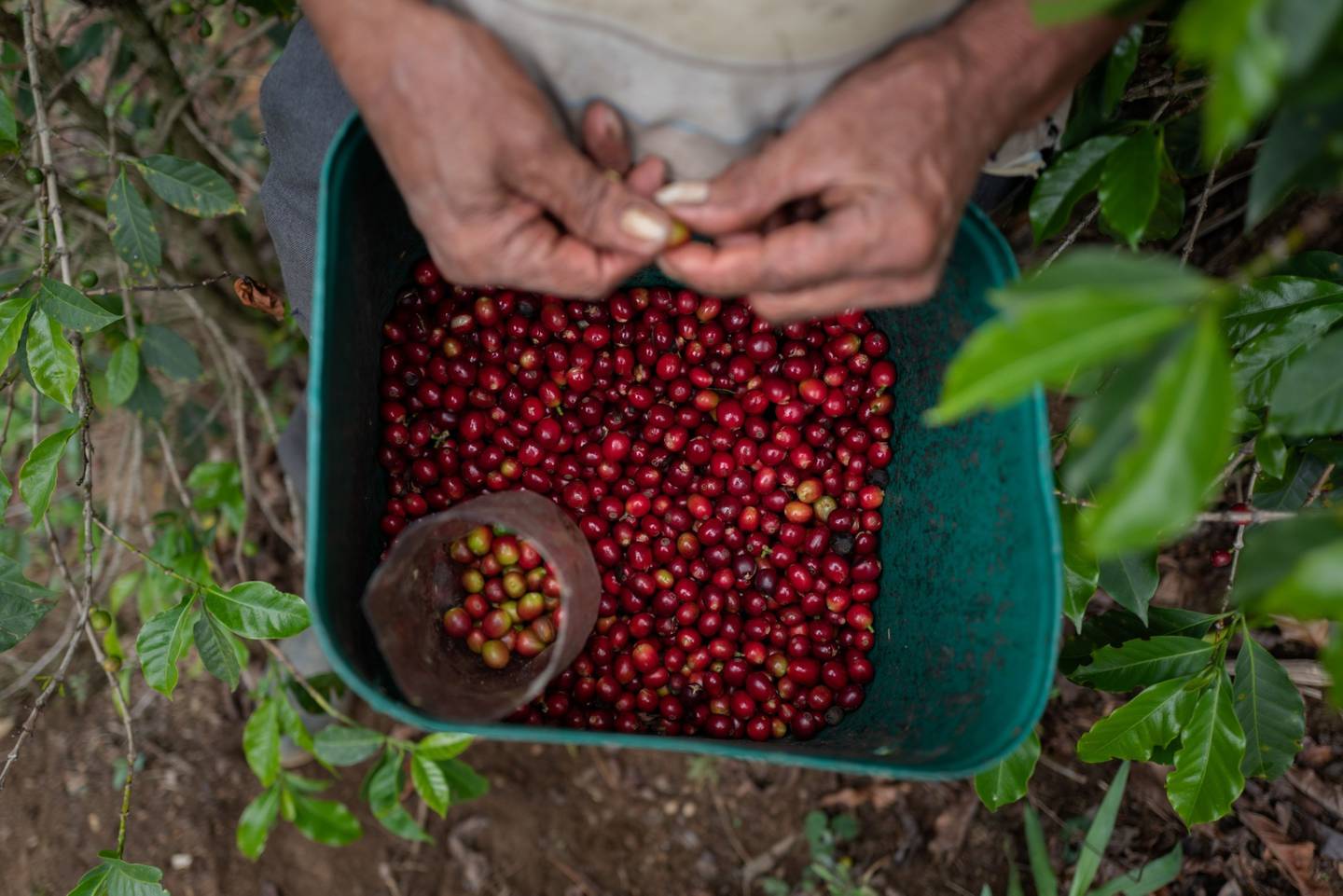 Granos de café recogidos a mano durante la cosecha. Fotógrafo: Juan Cristobal Cobo / Bloomberg