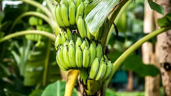 Ecuador importa plantas de banano resistentes a la plaga del Fusarium raza 4dfd