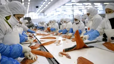 Chile es el segundo mayor productor del mundo de salmón del Atlántico, con aproximadamente un 27,1 % de la producción mundial. Photographer: Luis Sergio/Bloomberg