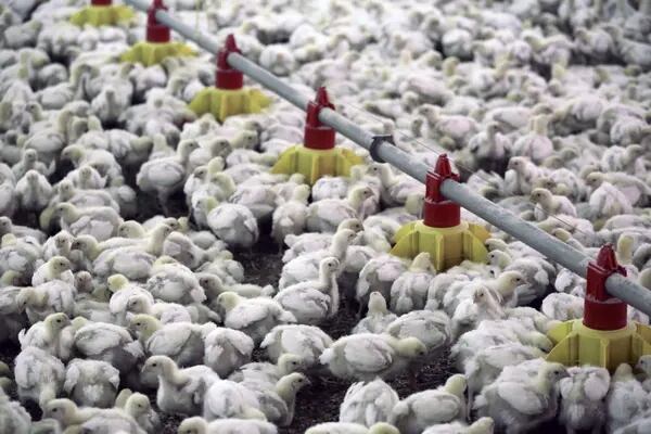 Fertilizante produzido a partir de dejetos de aves vai para produção de grãos que vira ração na produção de frango e ovos