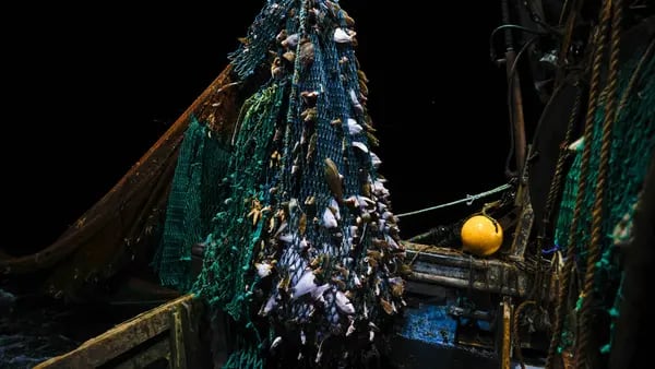 OMC evaluará reformas y subvenciones a la pesca mientras las guerras dificultan el comerciodfd